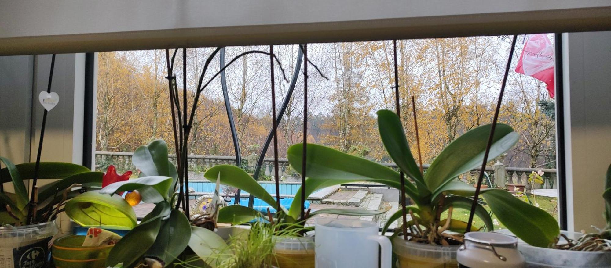 Gospodarstwo Agroturystyczne Agroletnica Swidnica  Ngoại thất bức ảnh